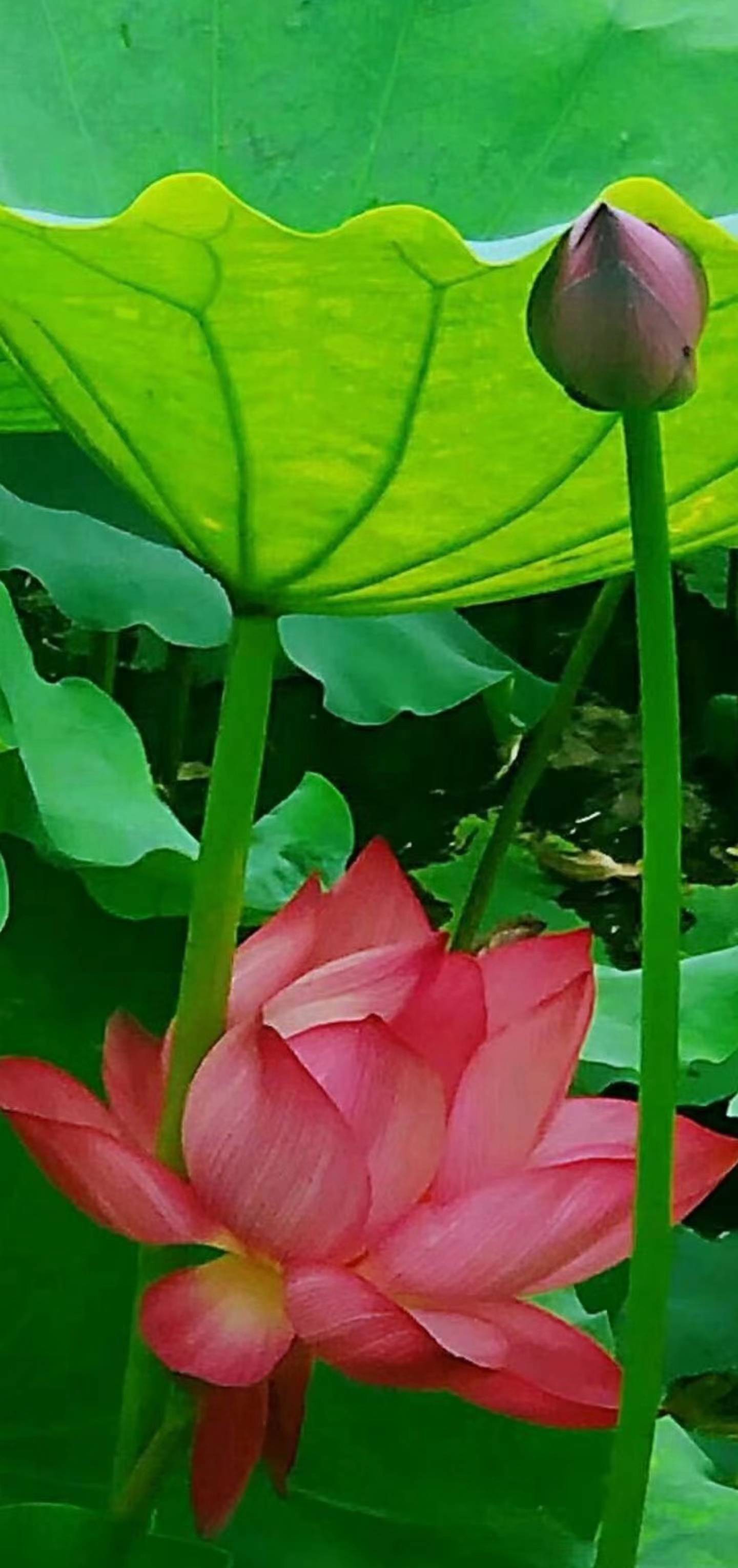 红蜓倒影荷花禅意杨柳垂丝云天绿洲涟韵水围景秀波涛河流夕照花结莲心