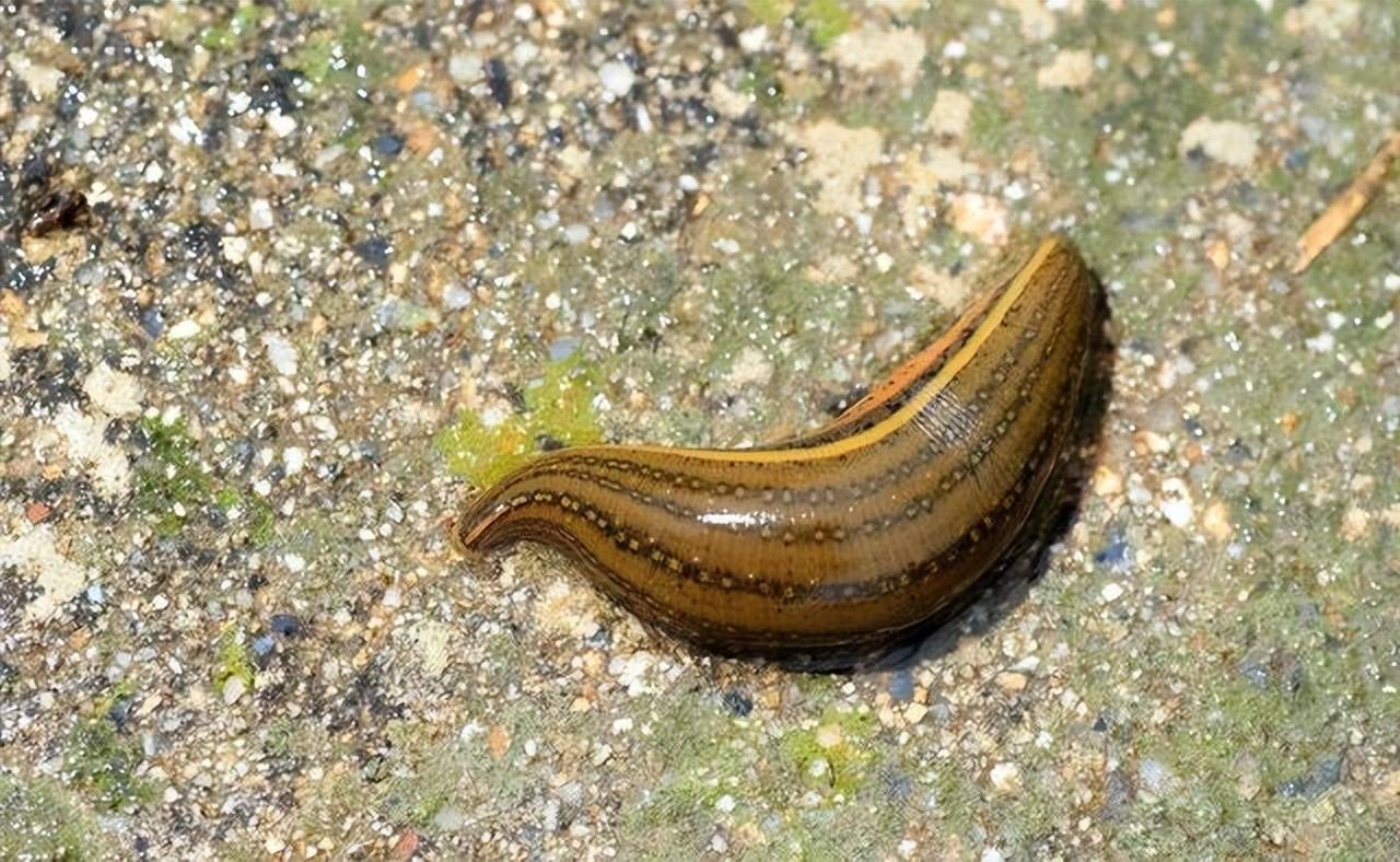 水蛭的生活方式 - 实验室设备网