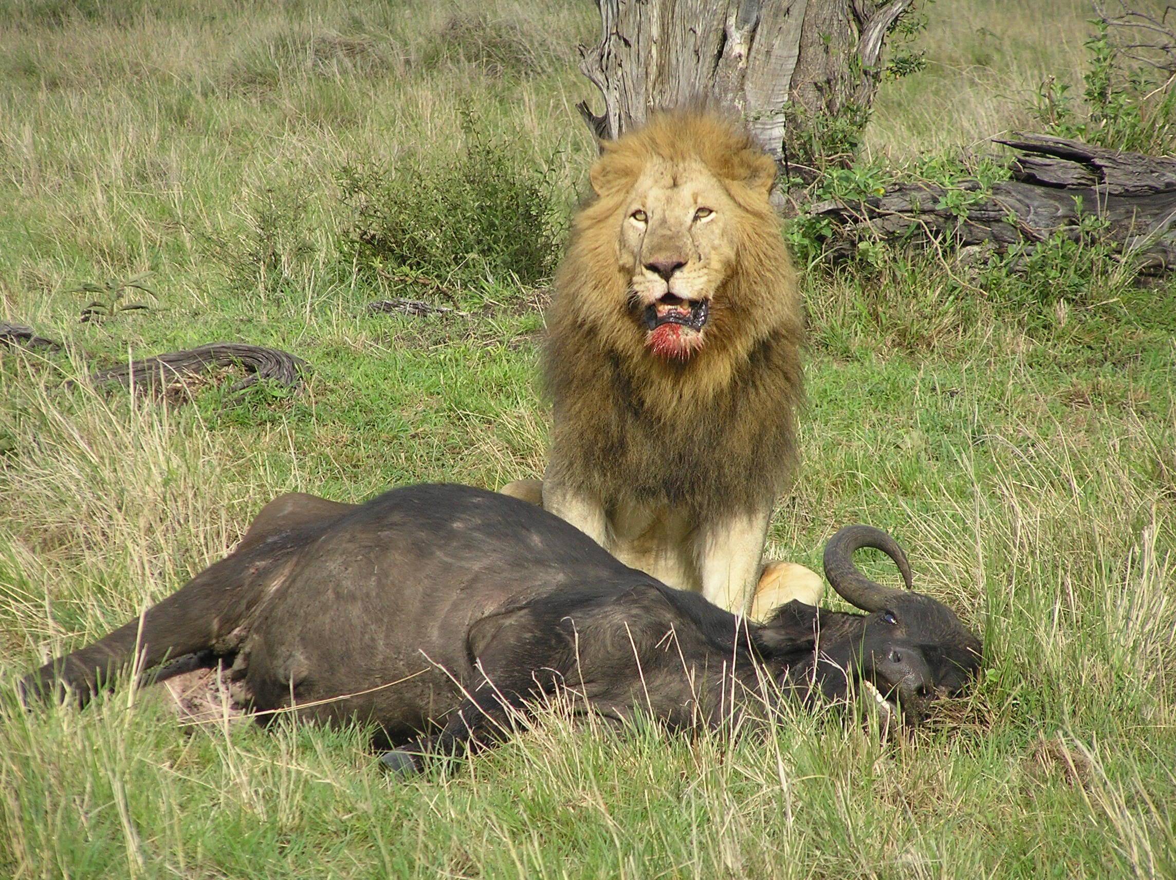 獅子是一種完全的大型食肉動物,只有吃肉才能讓它們每天的心情變得