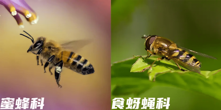 原创不要把苍蝇当成蜜蜂黄颜食蚜蝇syrphusribesii