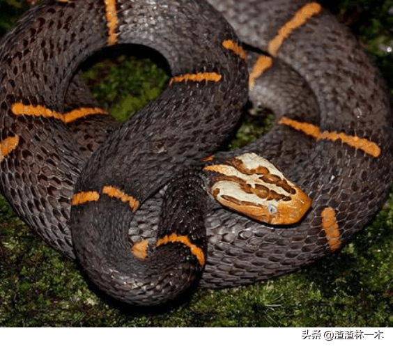 剧毒蛇白头蝰,罕见现身十堰!