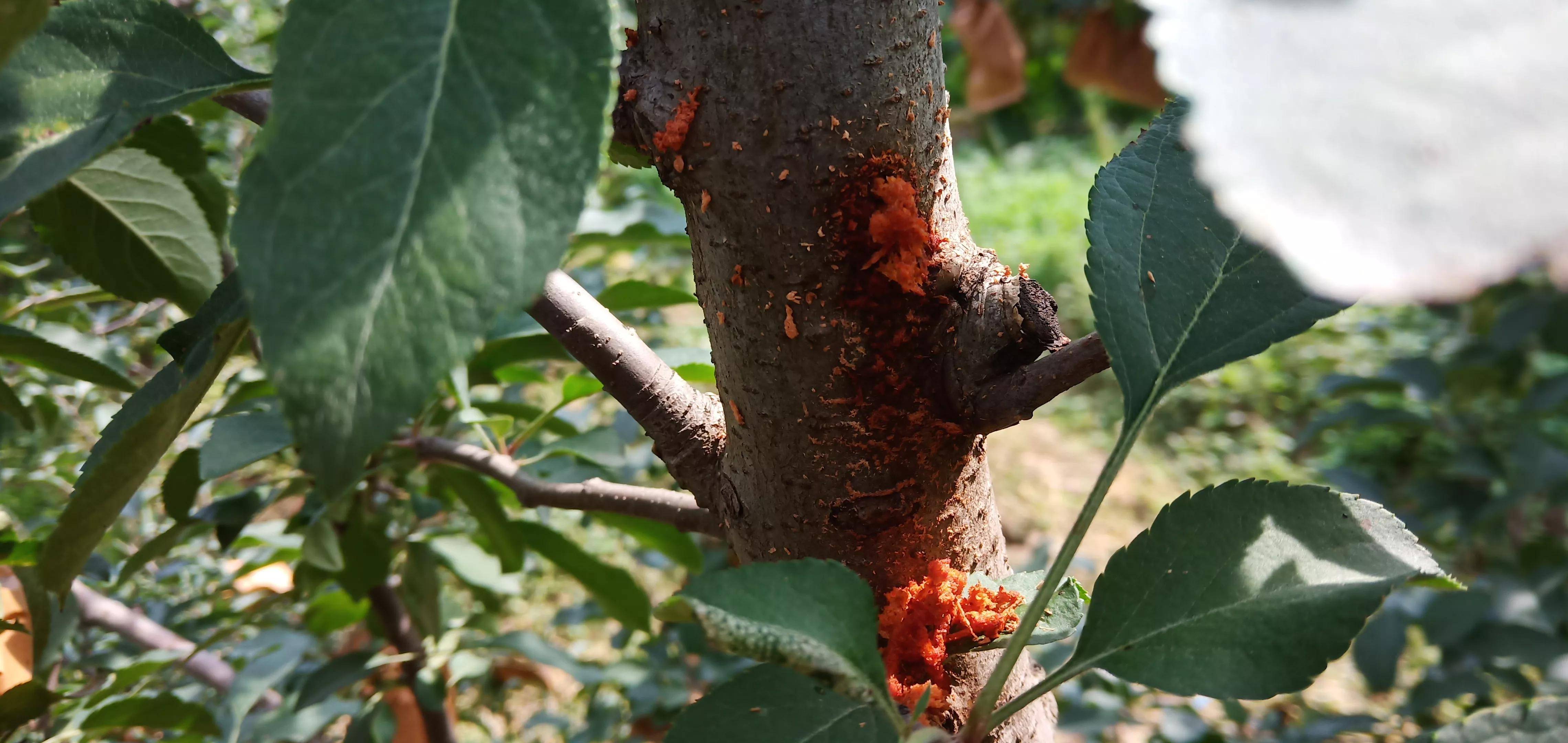 防治苹果天牛,这些方法很实用_幼虫_孔洞_药剂