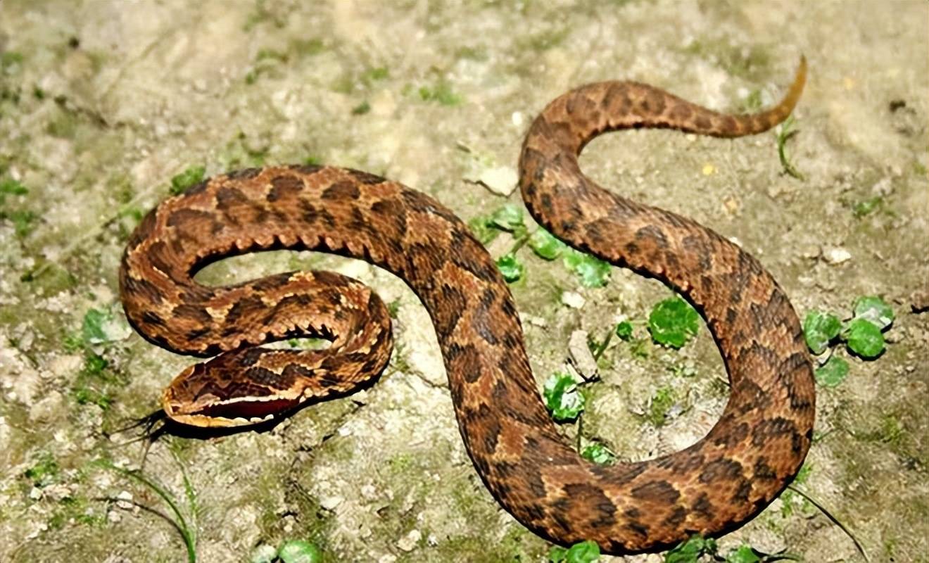 4公斤,但是却是我国咬人伤人最多的毒蛇.