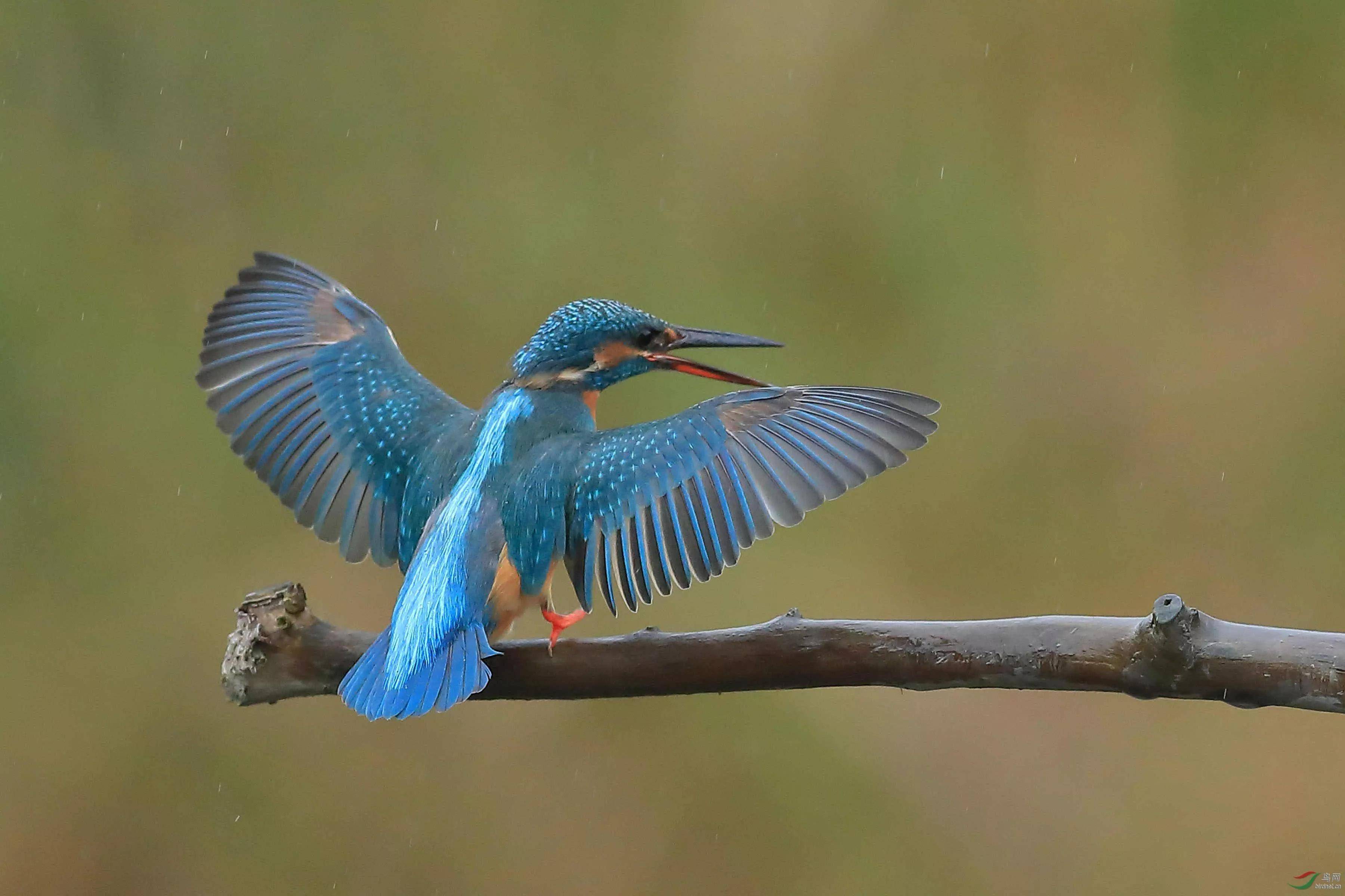 原创童年时我们捉到两只小翠鸟老翠鸟一直来就把它们放生了