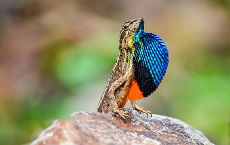 原创翼龙没有灭绝东南亚有一种会飞的蜥蜴还长着一对翅膀