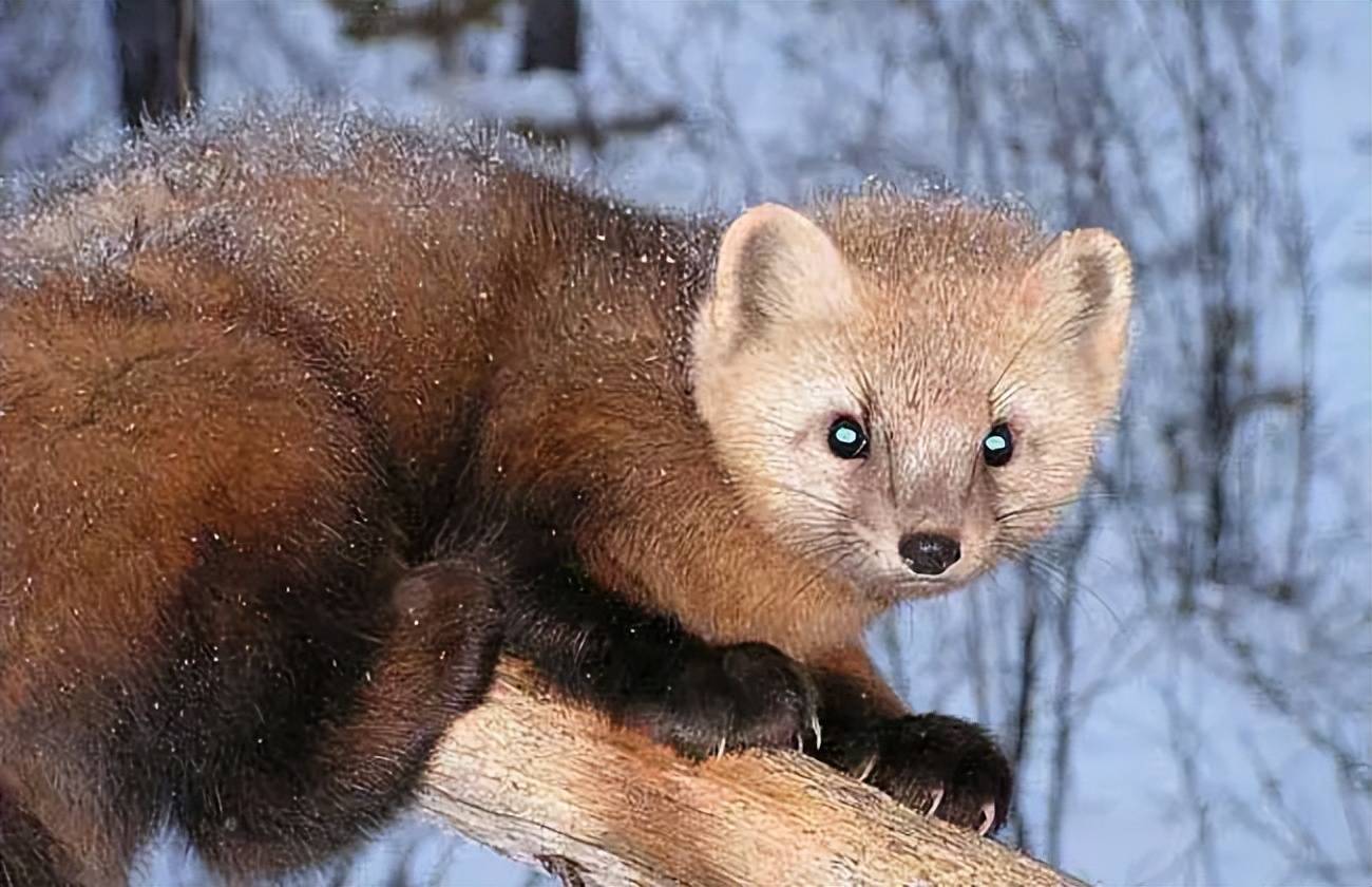 非常珍稀的野生动物,长得很美,活泼可爱,是森林里的小精灵,那就是紫貂