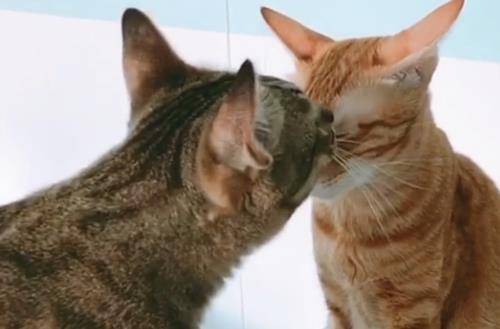 蓝猫发现自己是备胎 当场懵了 喵 是时候放手了 花猫 猫咪 网友