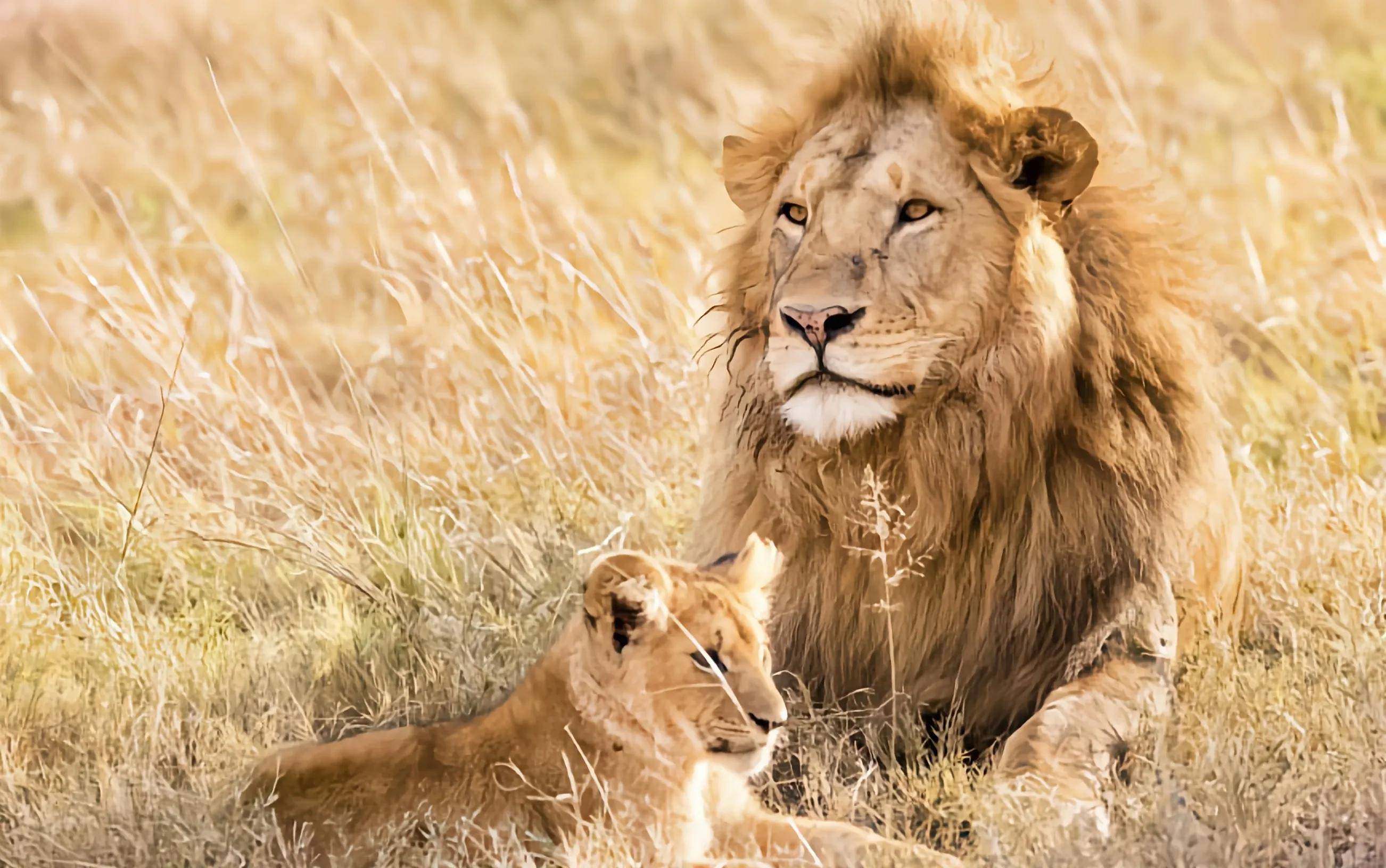 为什么雄狮子总是好吃懒做 狮群 雌狮 图片