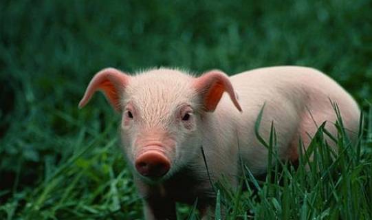 属猪人十二个月份,十二种不同的命运,这几月出生的衣食无忧_一生_生活