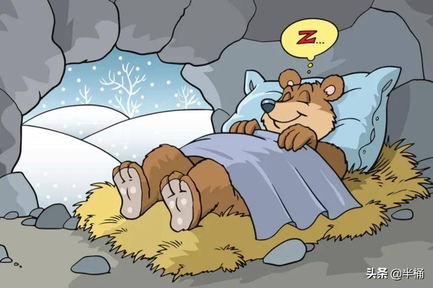 原创熊冬眠时被正在觅食的狼群发现熊会被吃掉吗