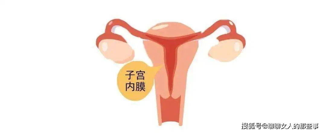女性月经过程宫颈图片图片