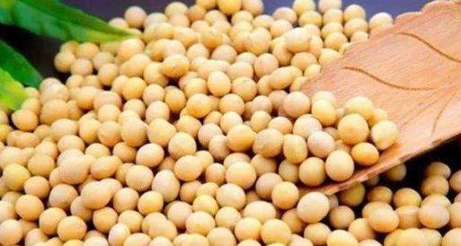 黄豆和此物一起炖 女性吃补充胶原蛋白 孩子吃聪明长高个 皮肤 大豆 卵磷脂 黄豆和此物一起炖 女性吃补充胶原蛋白 孩子吃聪明长高个 皮肤 大豆 卵磷脂