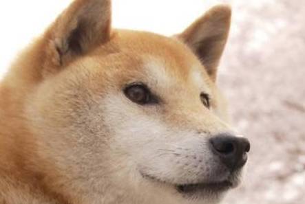 柴犬北登:我走了,但我希望我的笑仍能温暖你们_宠物_笑容_生活