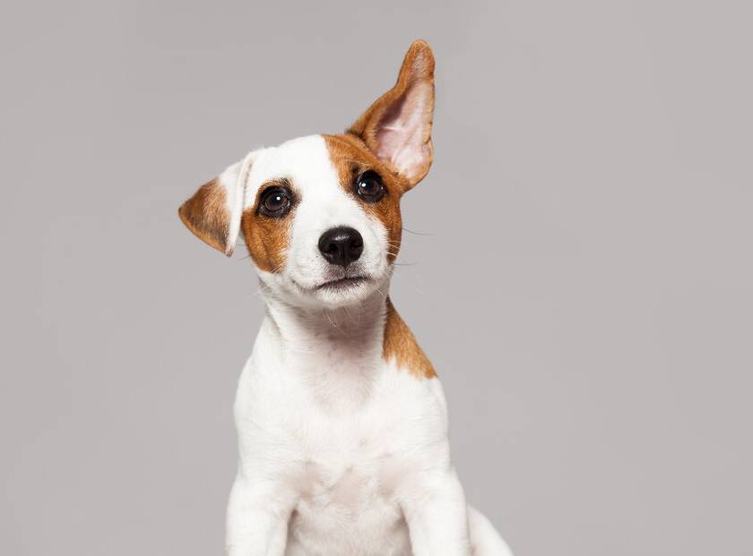 狗狗常见的8种肢体语言,铲屎官可以了解下它们在表达什么_主人_微量