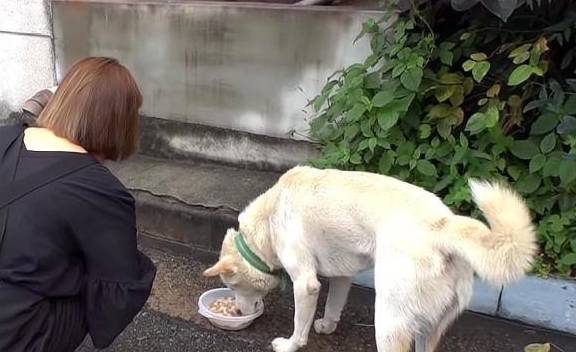 狗爸爸每日在咖啡馆讨食,晚上就回家保护家人,它是尽职的好爸爸 狗爸爸每日在咖啡馆讨食,晚上就回家保护家人,它是尽职的好爸爸