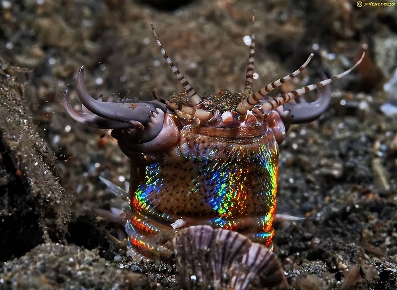 深海蜈蚣图片