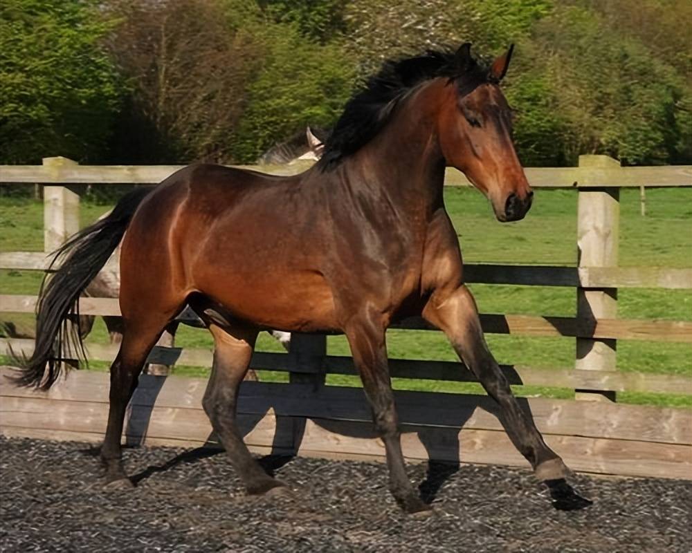 说马之克利夫兰湾马cleveland bay_品种_查普曼_血统