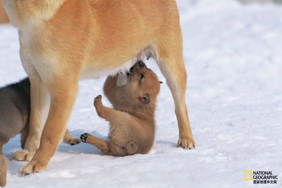 com一隻白化的考拉寶寶圖源:imgur,@honeybadgercaresalittlebit一隻