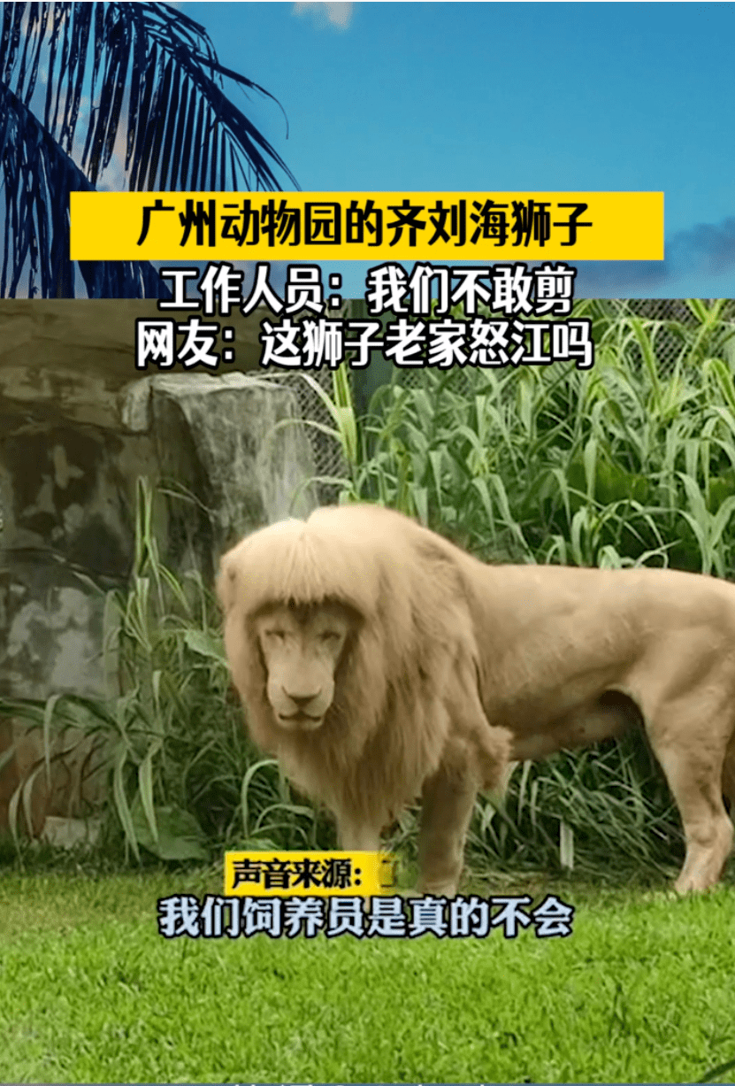广州动物园"齐刘海"狮子走红,非主流"狮子王"你爱了么?