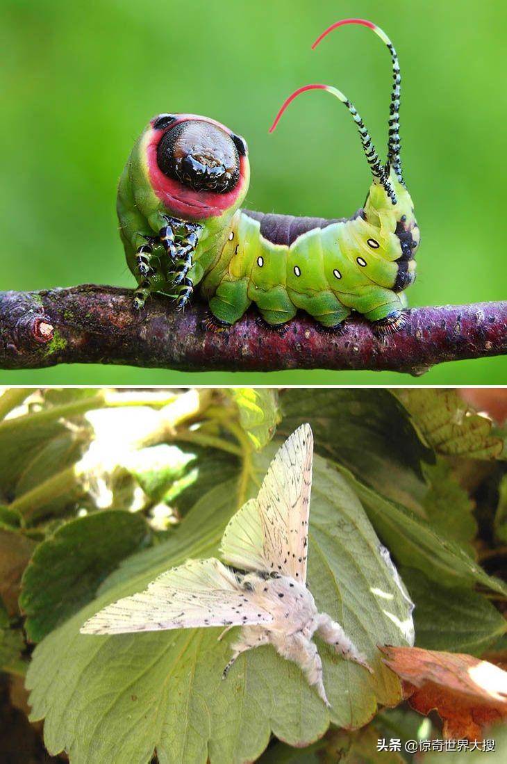 16张毛毛虫变成蝴蝶的前后对比照,简直不敢相信自己的眼睛