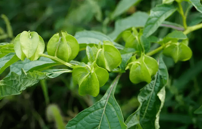 原创它叫假酸浆果实像灯笼是做手搓冰粉的原料你可能也吃过