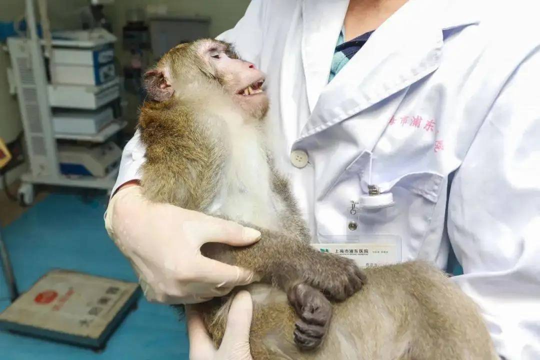 实验_猴子_研究