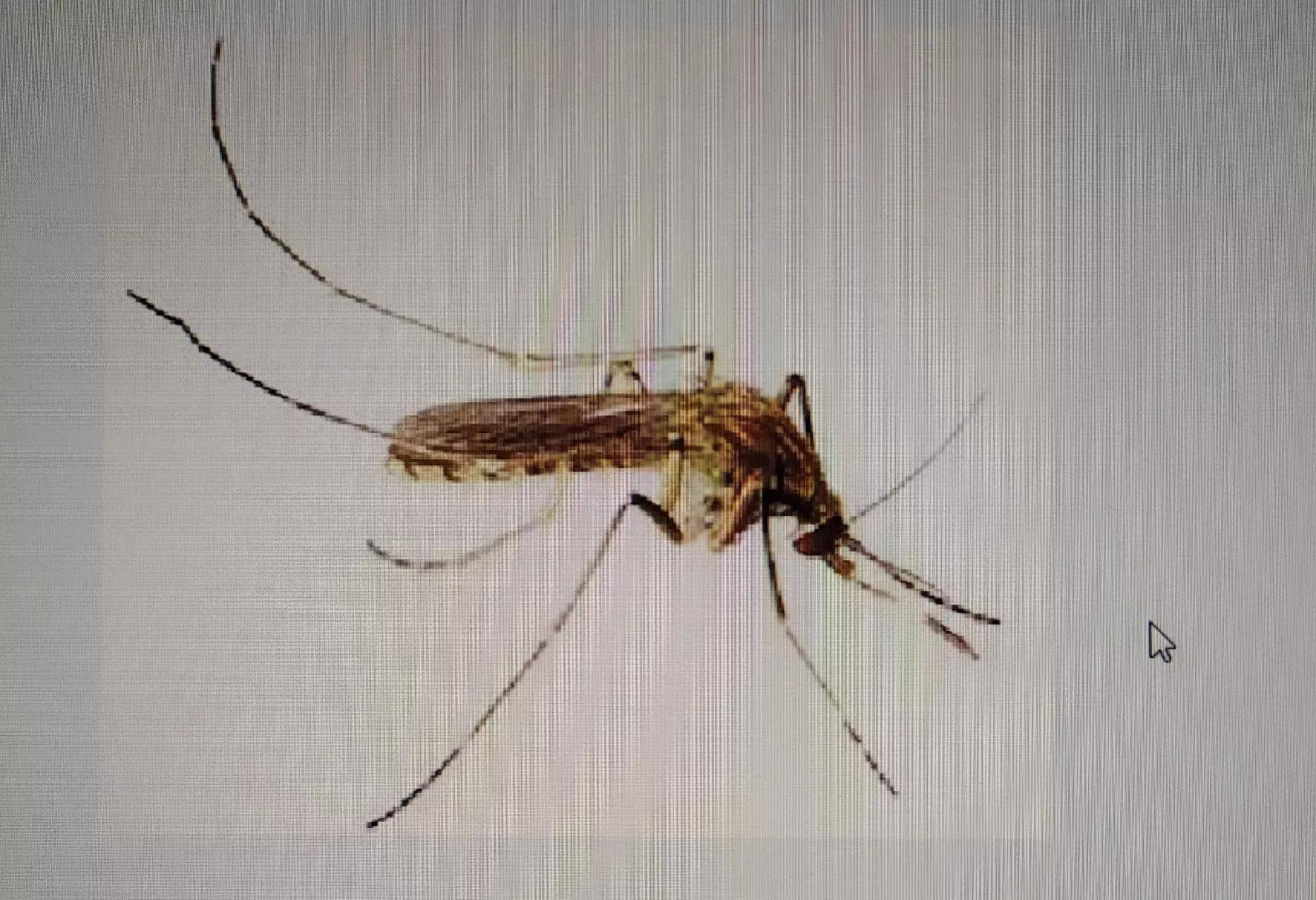 原创北方蚊子多主要传播6种疾病山东蚊子主要有两种