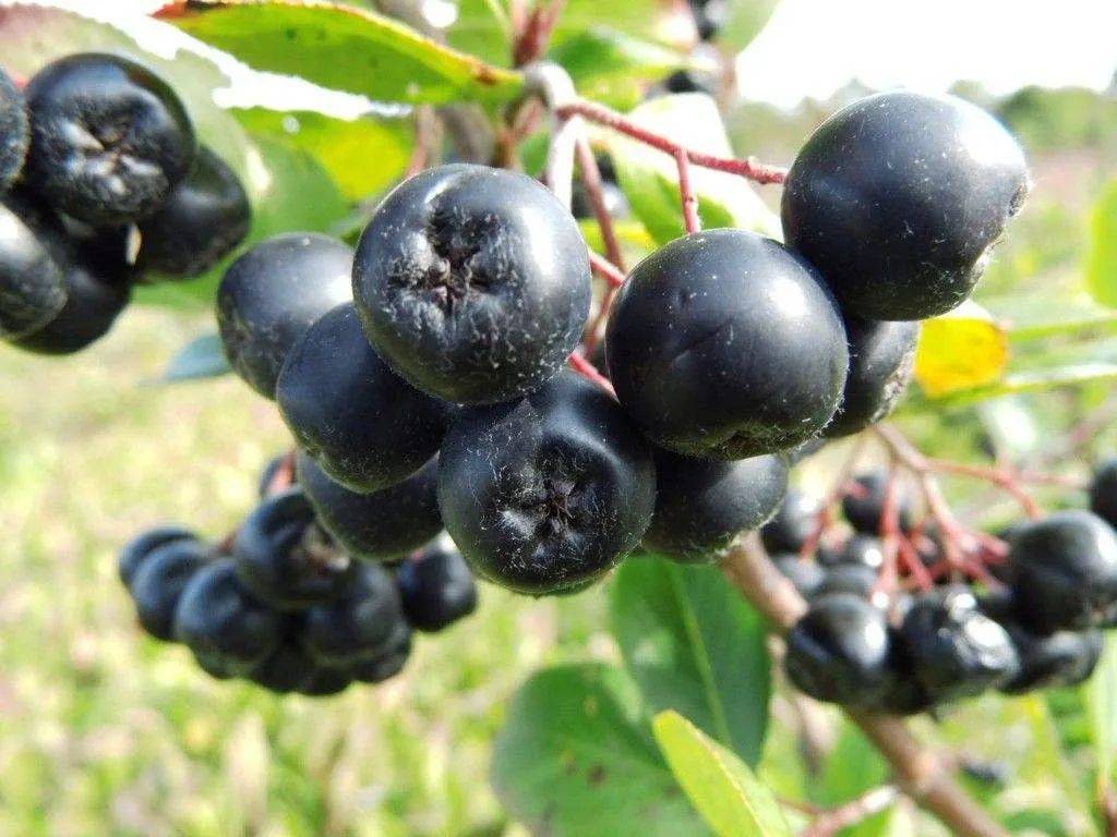 不老莓有助降血糖及改善血脂水平