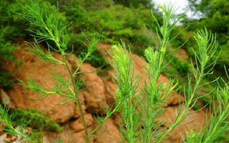 這種全身是毛的野草,人稱