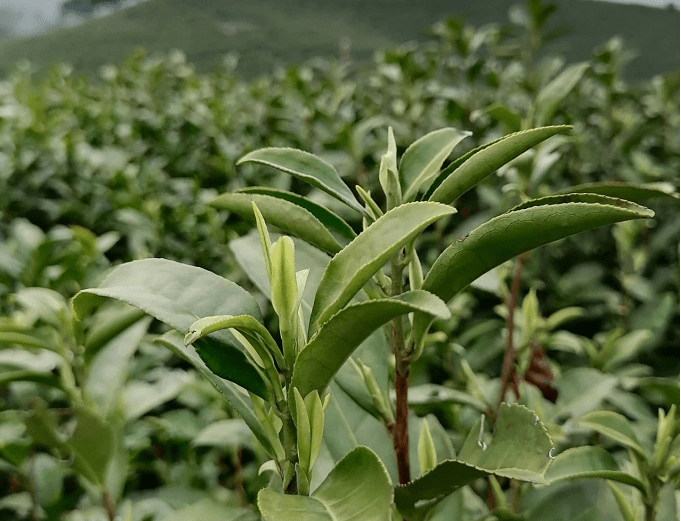 安吉白茶丨茶界的"白富美",究竟有啥魔力?_效果_茶树_加工工艺