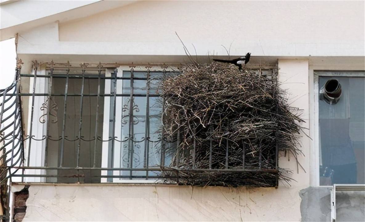 外部粗糙简陋,内部是"豪华大别墅"_巢穴_树枝_鸟窝