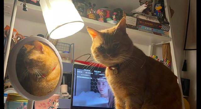 原创猫咪每天都照镜子沉迷于自己的盛世美颜无法自拔该死又帅了