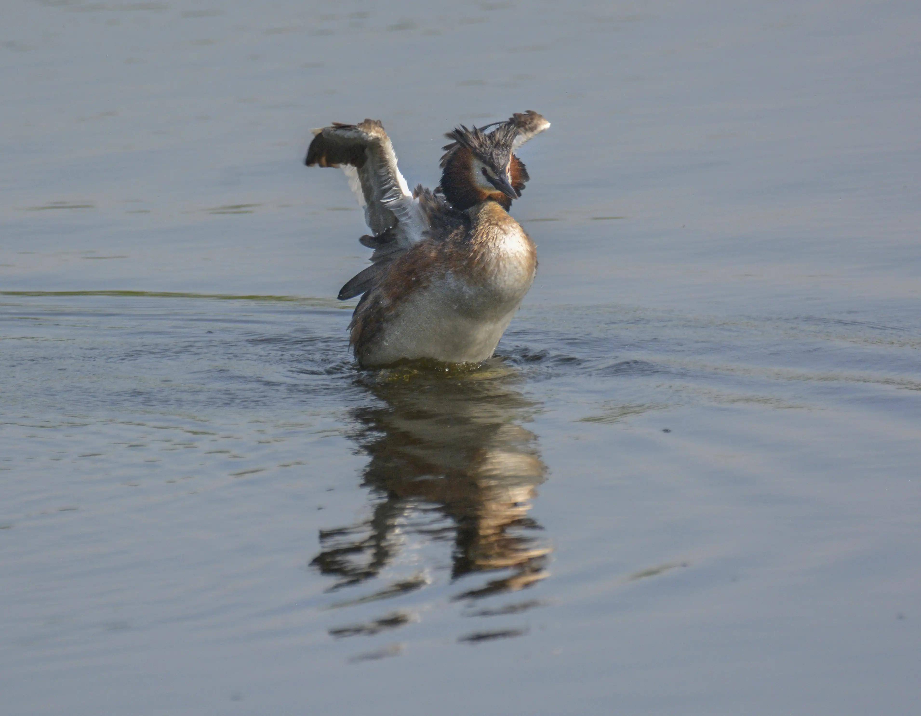 打开,伺机行动脖子上的翎羽打开非常漂亮凤头鹓鷉,俗称张八狗或水老鸹