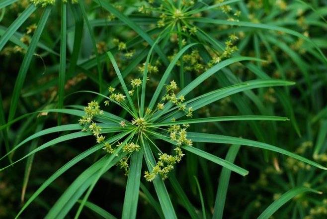 农家人种植一种叫"回头青"的野草,现在成了良药,晒干一斤8元_莎草