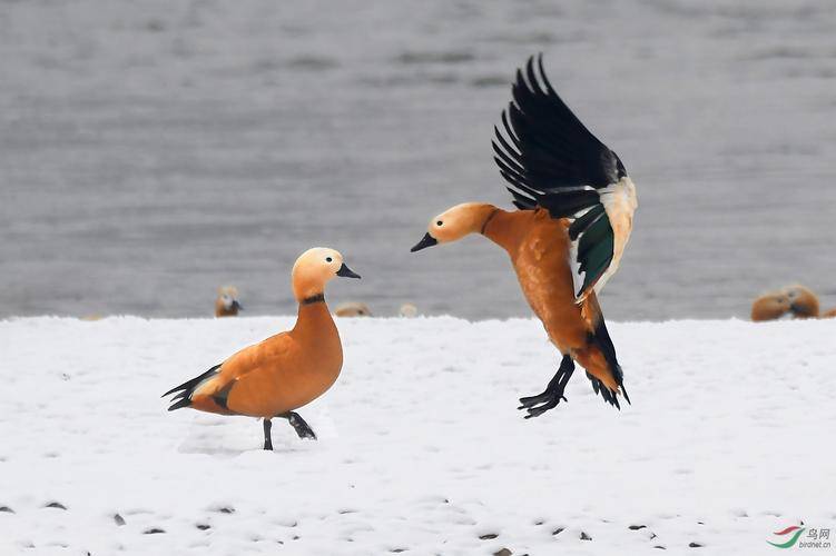 新疆赤麻鸭,却是一种鸟,很美不能吃_鸭子_数量_黄褐色