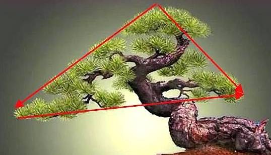 1,从上而下先是树冠,卧干式盆景的树干造型,要遵循植物本身的自然特性