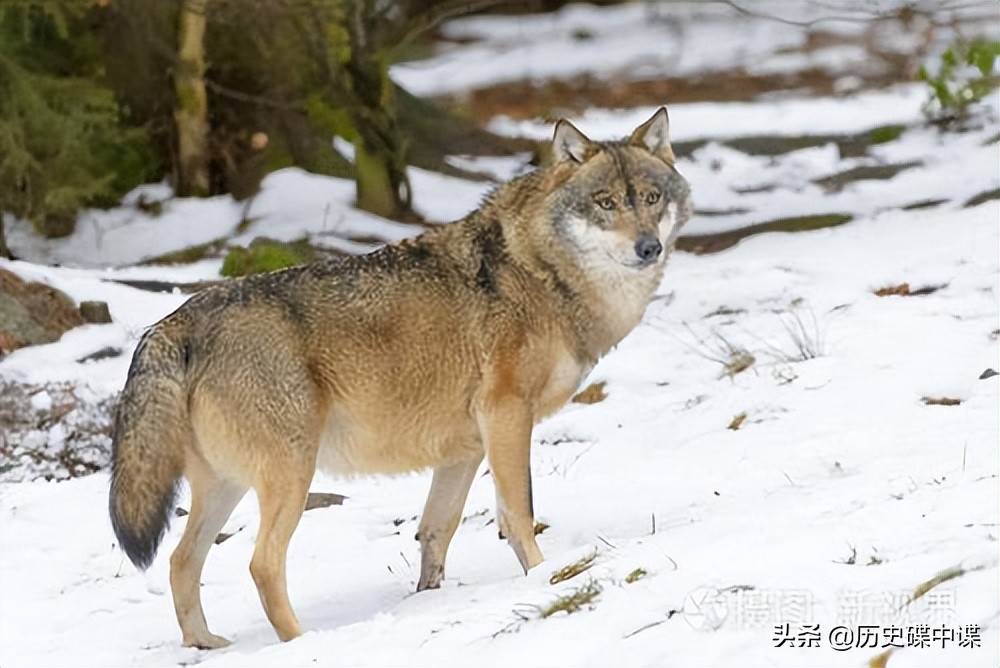 原创武汉动物园狼王失恋园方让大黄狗进笼陪伴网友这简直是送死