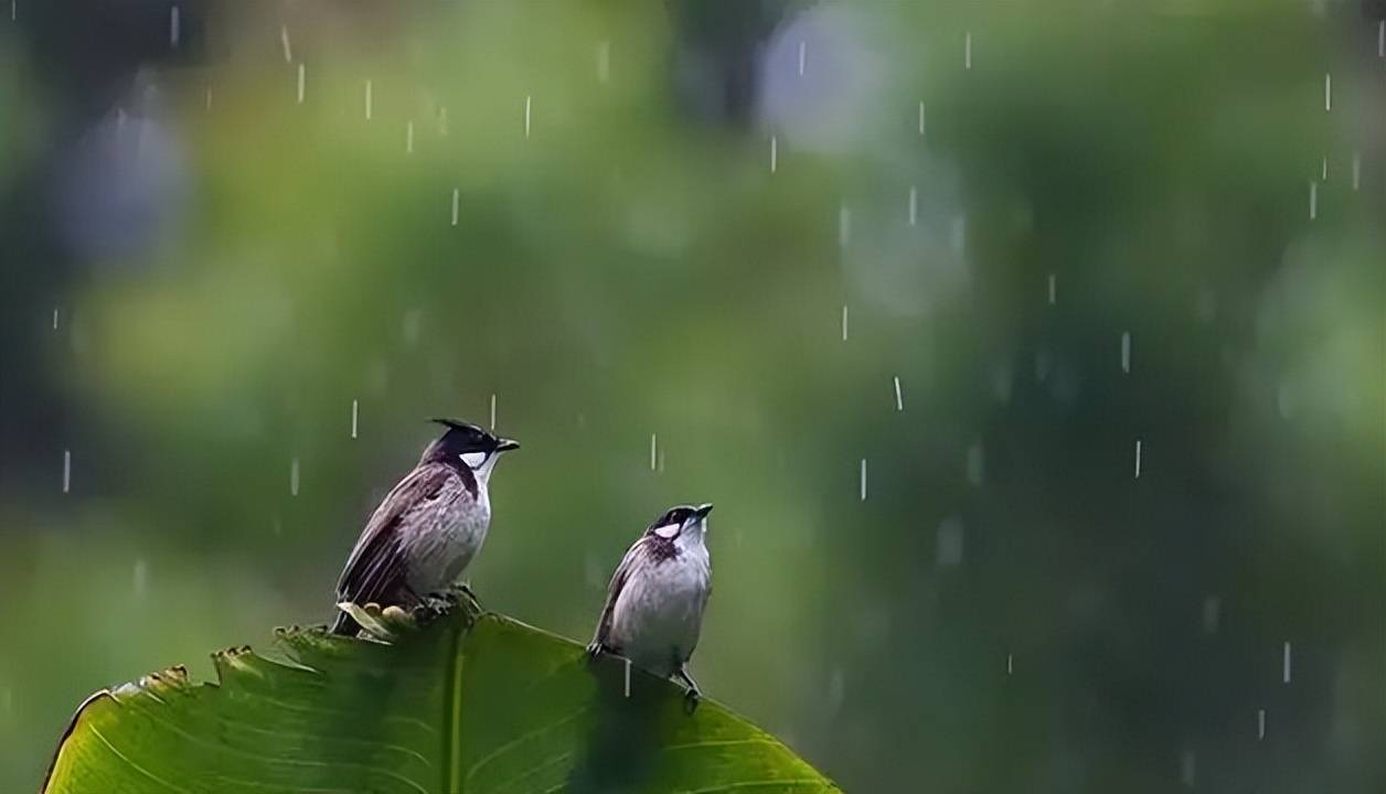 「詩詞鑑賞」夏天聽雨,十二首聽雨的詩詞,總有一首