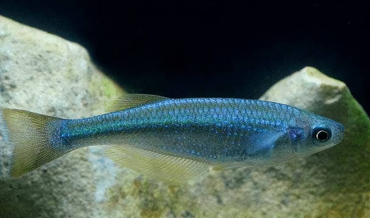 但实际中却发现,由于魔鳉鱼一直与世隔绝,对于外界的环境因素接触较少