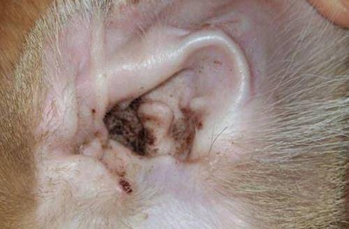 原创猫咪耳朵分泌物多先别急着洗耳朵