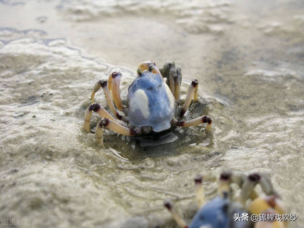 原创物种科普短指和尚蟹