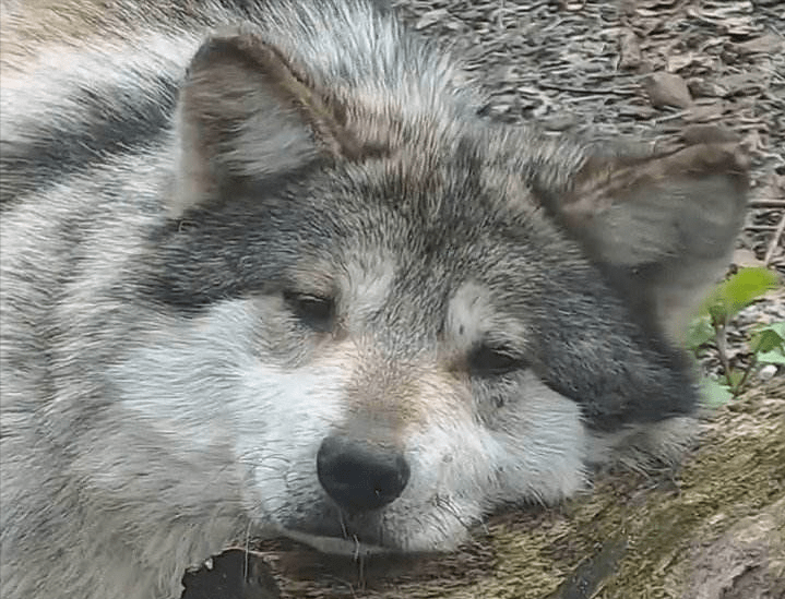 原创内蒙古牧民救一窝狼崽喂养训练大后含泪放生之后有狼群来报恩