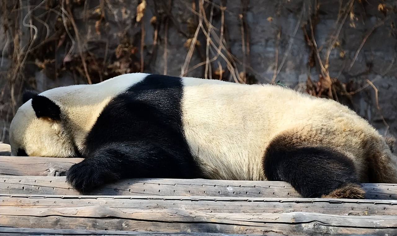 可能自行迁徙到邻国,从而成为不是中国独有物种吗_生活_国宝_哺乳动物