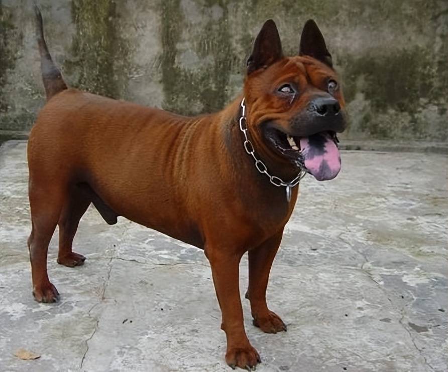 川东猎犬又叫做邻水狗,起源于我国四川东部地区,在古代,经常用于皇宫