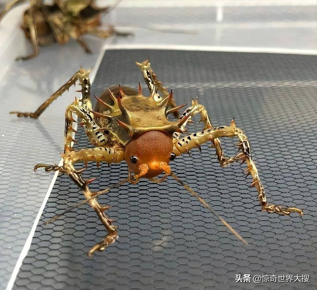 喀麦隆披甲树螽,看上去就像一只蚂蚁穿上了黄金战甲.