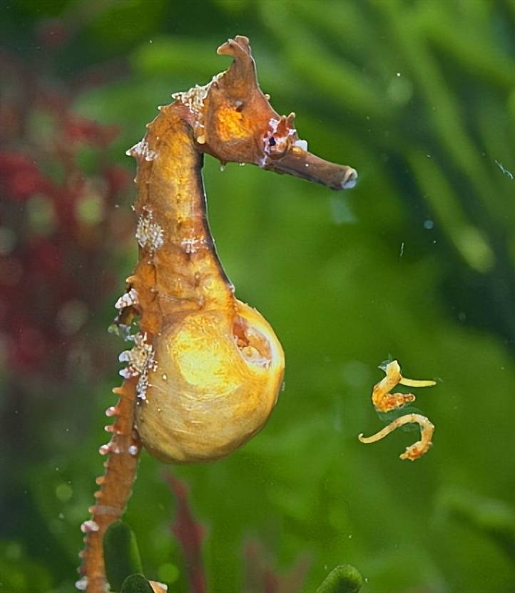 为什么海马由雄性生育后代?动物界的"好爸爸"有哪些独特之处?