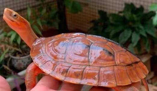 自古有着四大神兽之一的玄武龟,在人类过度捕捉,已成为濒危物种_乌龟