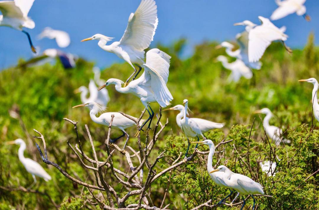 优秀保护动物黄嘴白鹭来长海安家_栖息地_候鸟_坨子