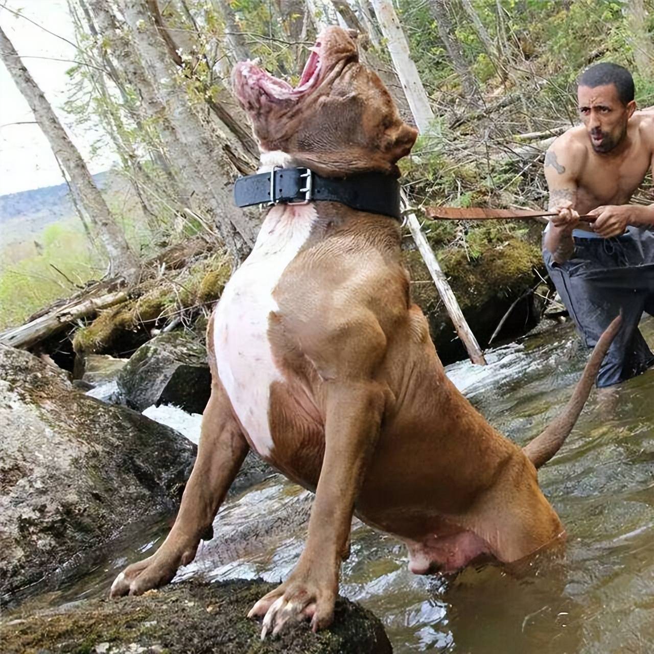 盘点6种被"禁养"的大型猛犬,实力堪比美洲狮_杜高犬_狗狗_时候