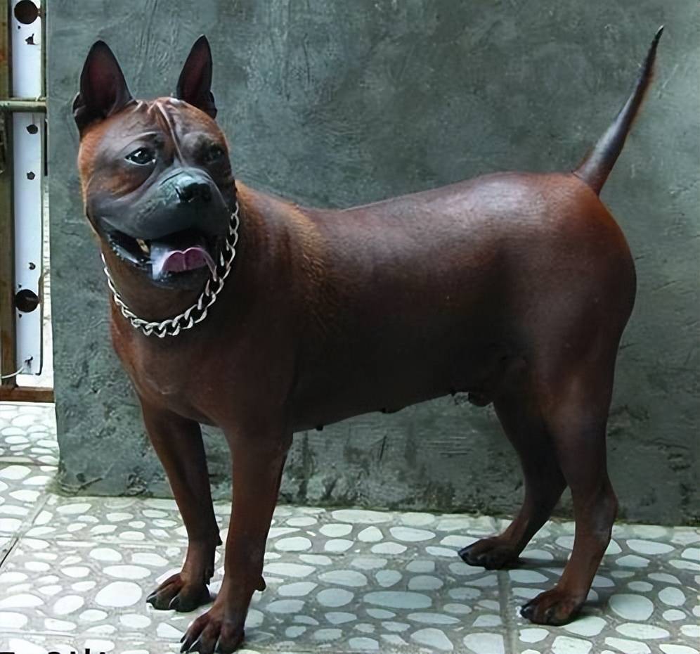 国产顶级猛犬—"川东猎犬",是国人的骄傲_主人_我国_身体